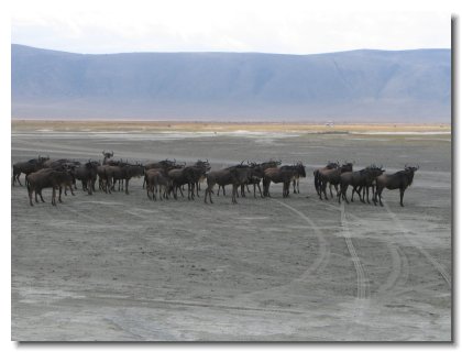 TA 106 - Crater Wildebeest